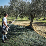 Δονητικό Τηλεσκοπικό Μηχάνημα Συλλογής Ελιάς SC605 - Δονητής Ελιάς CIFARELLI (SC605)